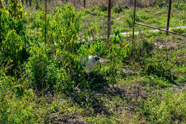 Pastoreo Pollo Jardín Del Pueblo —  Fotos de Stock