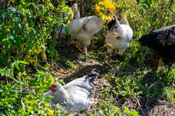 Skupina Domácích Kuřat Farmě — Stock fotografie