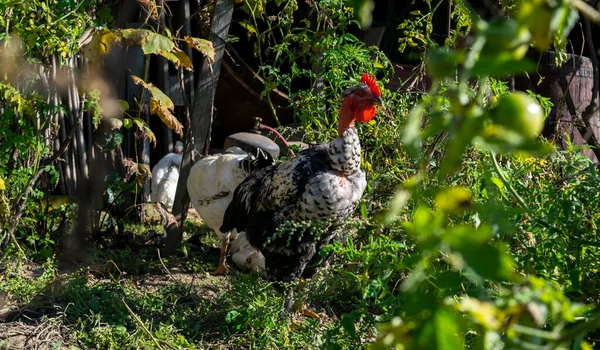 Bahçedeki tavuklar güneşli bir günde