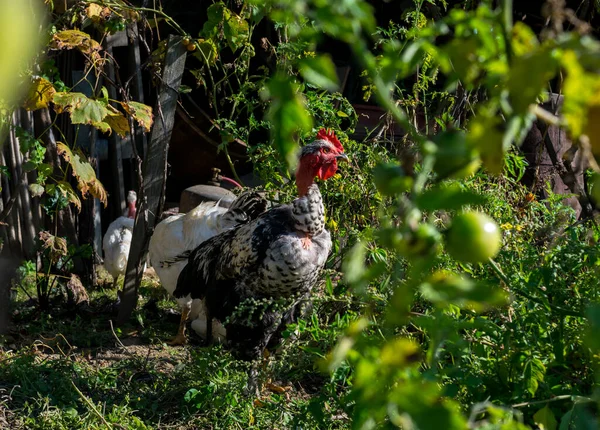 Slepice Dvorku Slunečného Dne — Stock fotografie