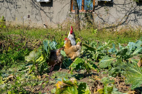 农场的一群家养鸡 — 图库照片