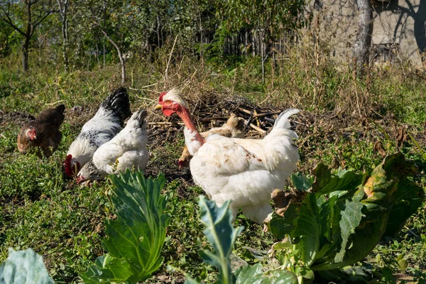 Bahçedeki tavuklar güneşli bir günde