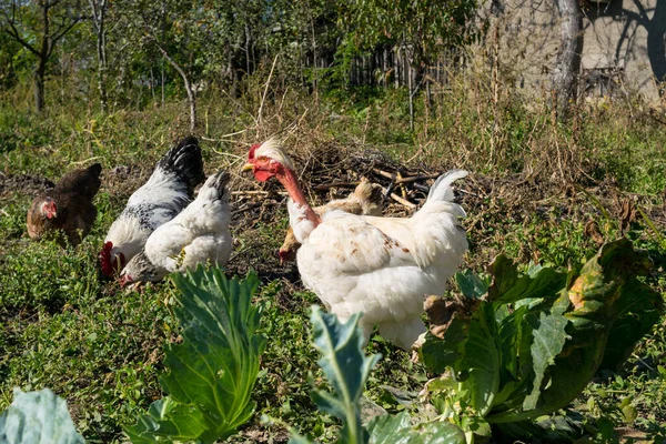 Bahçedeki Tavuklar Güneşli Bir Günde Telifsiz Stok Fotoğraflar