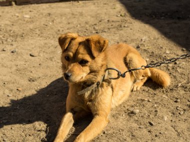 Bahçede zincirli kızıl köpek