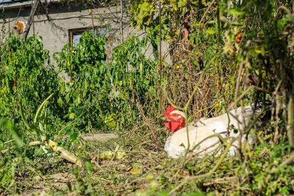 Köyün Bahçesinde Tavuk Otlatıyor — Stok fotoğraf