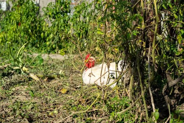 Κοτόπουλο Βόσκηση Στον Κήπο Του Χωριού — Φωτογραφία Αρχείου