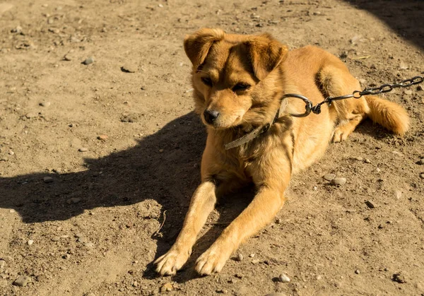 Ginger Dog Αλυσίδα Στην Αυλή — Φωτογραφία Αρχείου