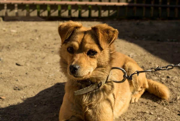 Ginger Dog Αλυσίδα Στην Αυλή — Φωτογραφία Αρχείου