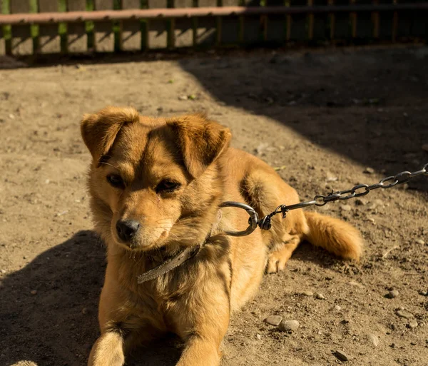 Ginger Dog Αλυσίδα Στην Αυλή — Φωτογραφία Αρχείου