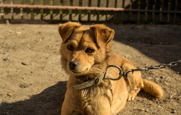 Ginger Dog Αλυσίδα Στην Αυλή — Φωτογραφία Αρχείου