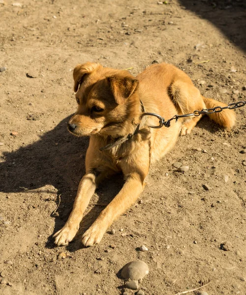 Ginger Dog Αλυσίδα Στην Αυλή — Φωτογραφία Αρχείου