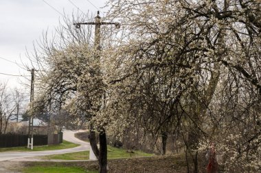 Bahar çiçek açan ağaçlar, yatay