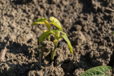 bahçede büyüyen yeşil sebzeler