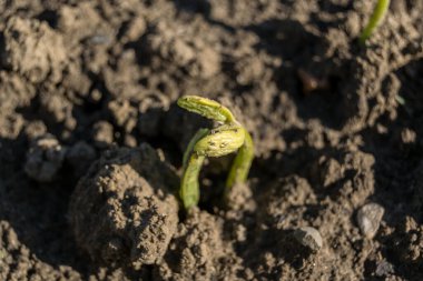 bahçede büyüyen yeşil sebzeler