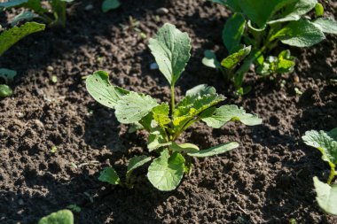 bahçede büyüyen yeşil sebzeler