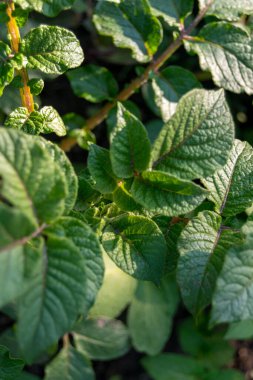 bahçede büyüyen yeşil sebzeler