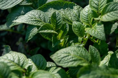 bahçede büyüyen yeşil sebzeler