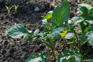 bahçede büyüyen yeşil sebzeler