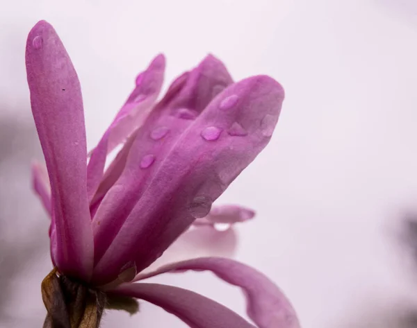 Bahçedeki Pembe Güzel Çiçekleri Kapat — Stok fotoğraf