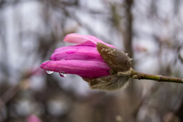 Close Pink Beautiful Flowers Garden — Stockfoto