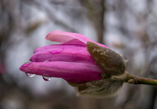 Close Pink Beautiful Flowers Garden — Stockfoto