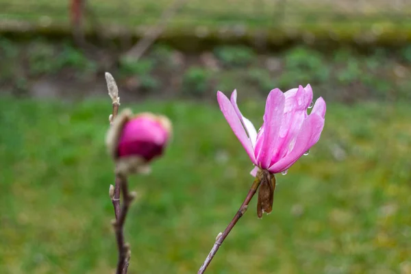 Close Pink Beautiful Flowers Garden — Stockfoto