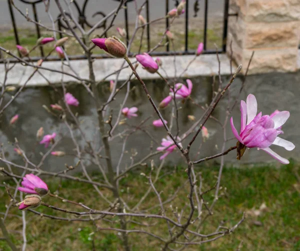 Close Pink Beautiful Flowers Garden — Stockfoto