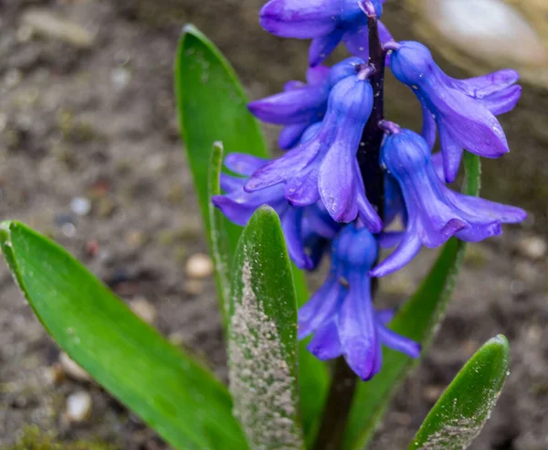 Beautiful Spring Purple Flowers Garden — Stockfoto