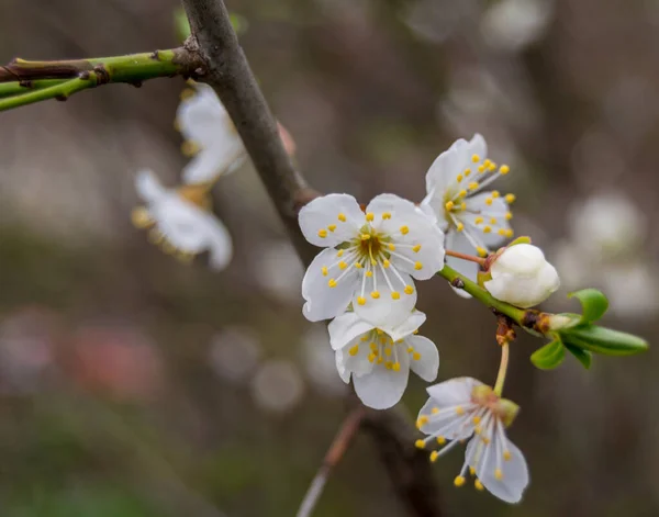 Mooie Bloeiende Appelboom Witte Bloemen Een Lente Tuin — Stockfoto