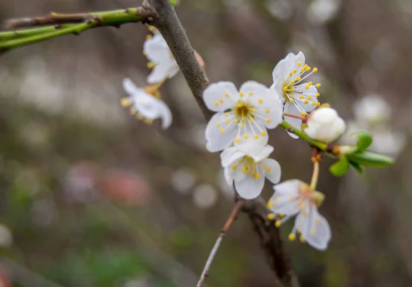 Hermoso Manzano Flor Flores Blancas Jardín Primavera —  Fotos de Stock