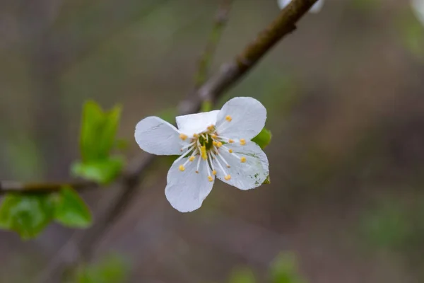 Hermoso Manzano Flor Flores Blancas Jardín Primavera — Foto de Stock