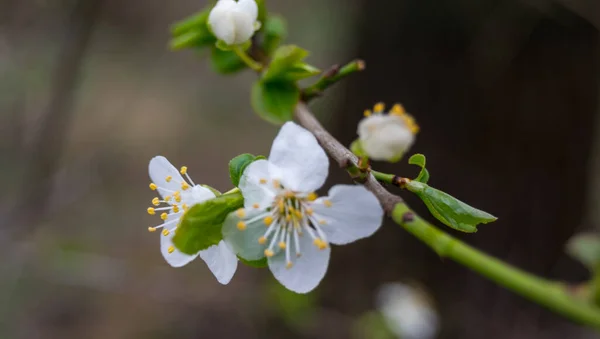 Mooie Bloeiende Appelboom Witte Bloemen Een Lente Tuin — Stockfoto