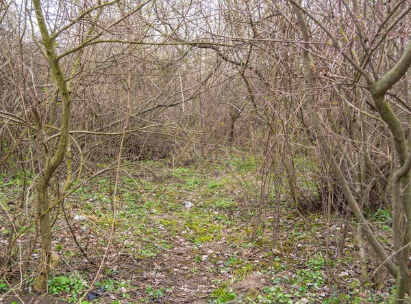 Forêt Printanière Avec Branches Arbres — Photo