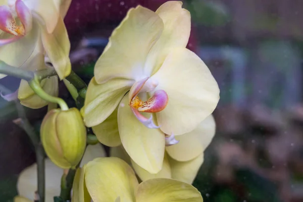 Hermosa Flor Orquídea Jardín —  Fotos de Stock