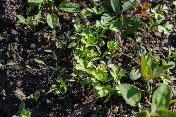Bahçede Büyüyen Yeşil Sebzeler — Stok fotoğraf