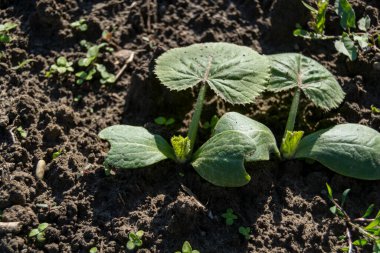 bahçede büyüyen yeşil sebzeler