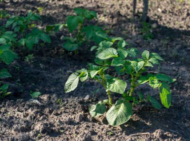 bahçede büyüyen yeşil sebzeler