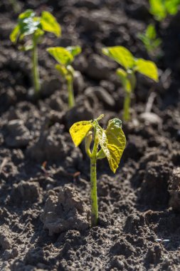 bahçede büyüyen yeşil sebzeler