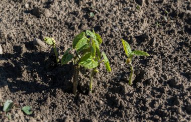 bahçede büyüyen yeşil sebzeler