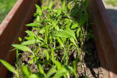 Bahçede yeşil yapraklar