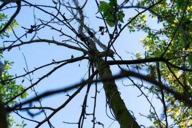 Ormanda yaprakları olan ağaç dalları