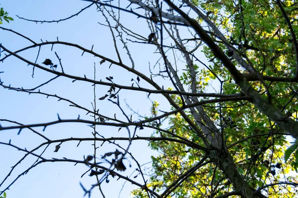 Ramas Árboles Con Hojas Bosque — Foto de Stock