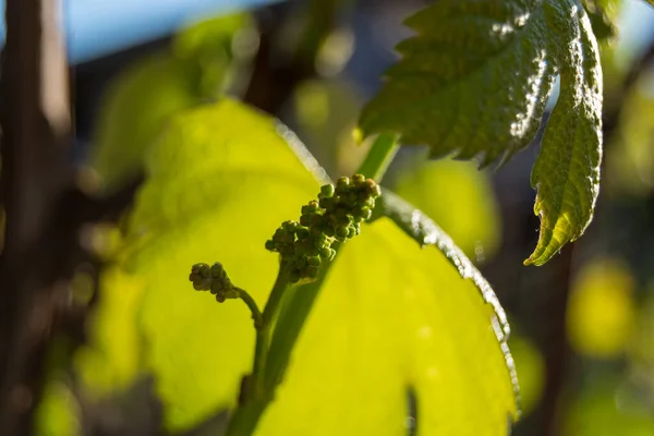 Foglie Uva Verde Giardino — Foto Stock