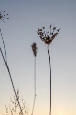 Kar kış mevsiminde donmuş dereotuyla kaplıydı.