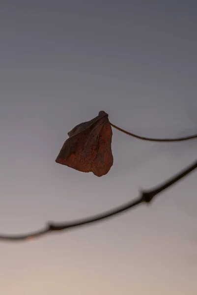 秋叶在树上 与落日的陡峭天空相对照 — 图库照片