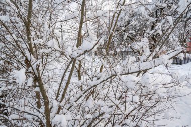 Kış mevsiminde karla kaplı ağaçlar 