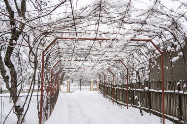 Kış bahçesinde, çiçeklerde ve yapraklarda, üzüm dalları karla kaplanmıştır.