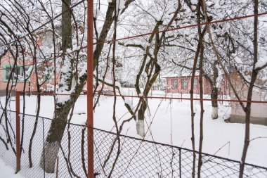 Kış bahçesinde, çiçeklerde ve yapraklarda, üzüm dalları karla kaplanmıştır.