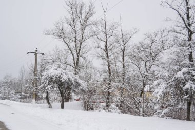 Kış mevsiminde karla kaplı ağaçlar 