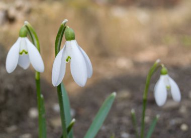 Bahar güneşinde beyaz kar damlaları